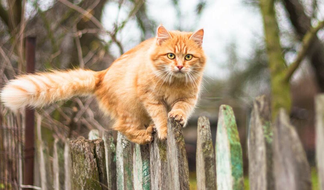 Katzen vertreiben und aus dem Garten fernhalten: 11 effektive Schritte
