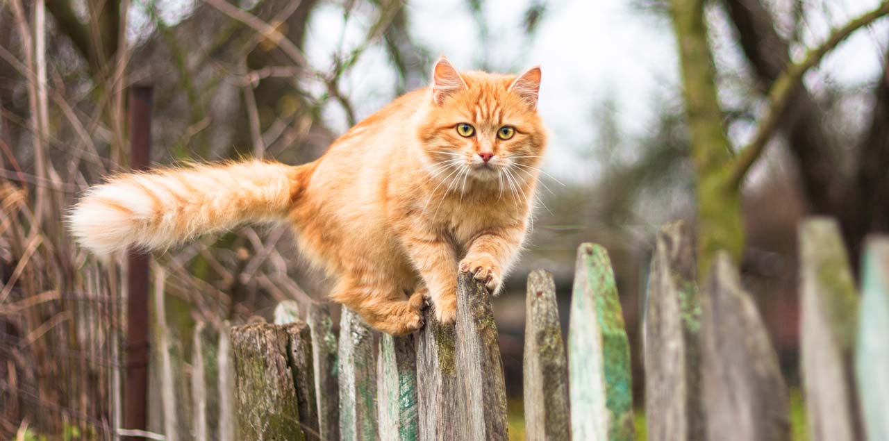 Fremde Katze Verscheuchen