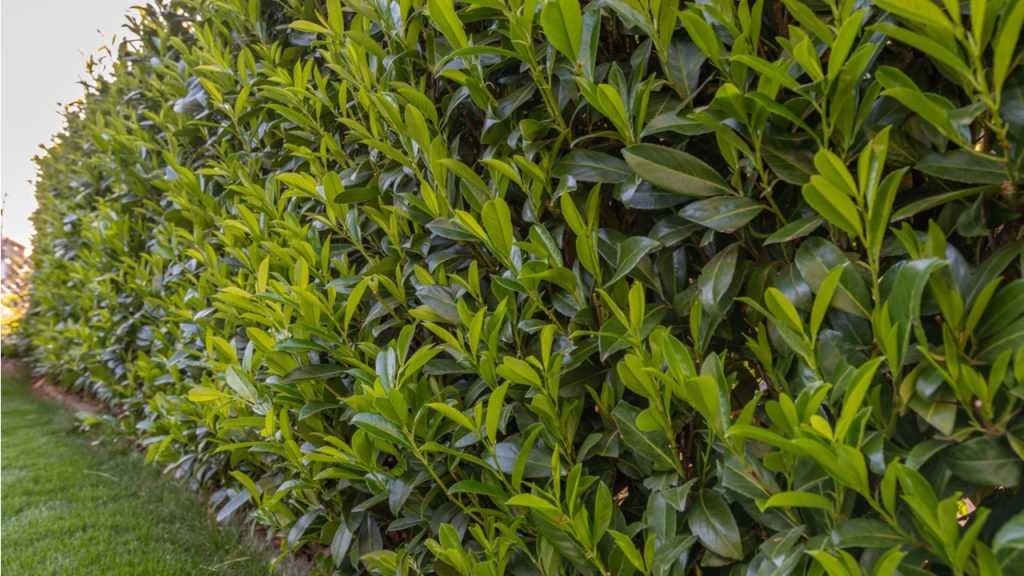 Kirschlorbeer Hecke