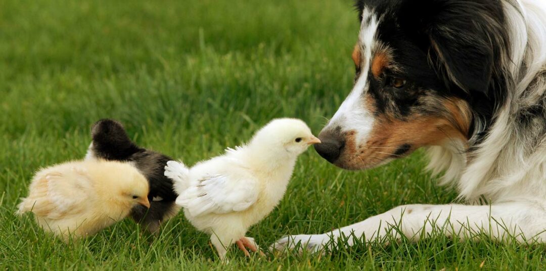 Kieselgur Ungeziefer bei Hund, Pferden und Hühnern natürlich bekämpfen