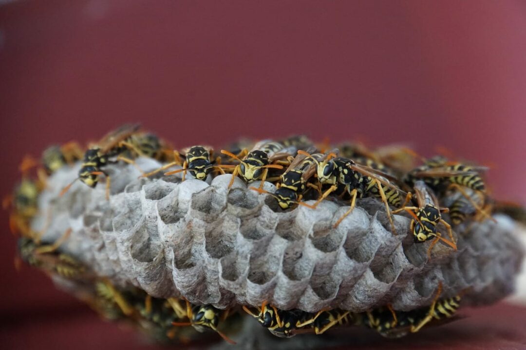 Feldwespe Nest Entfernen