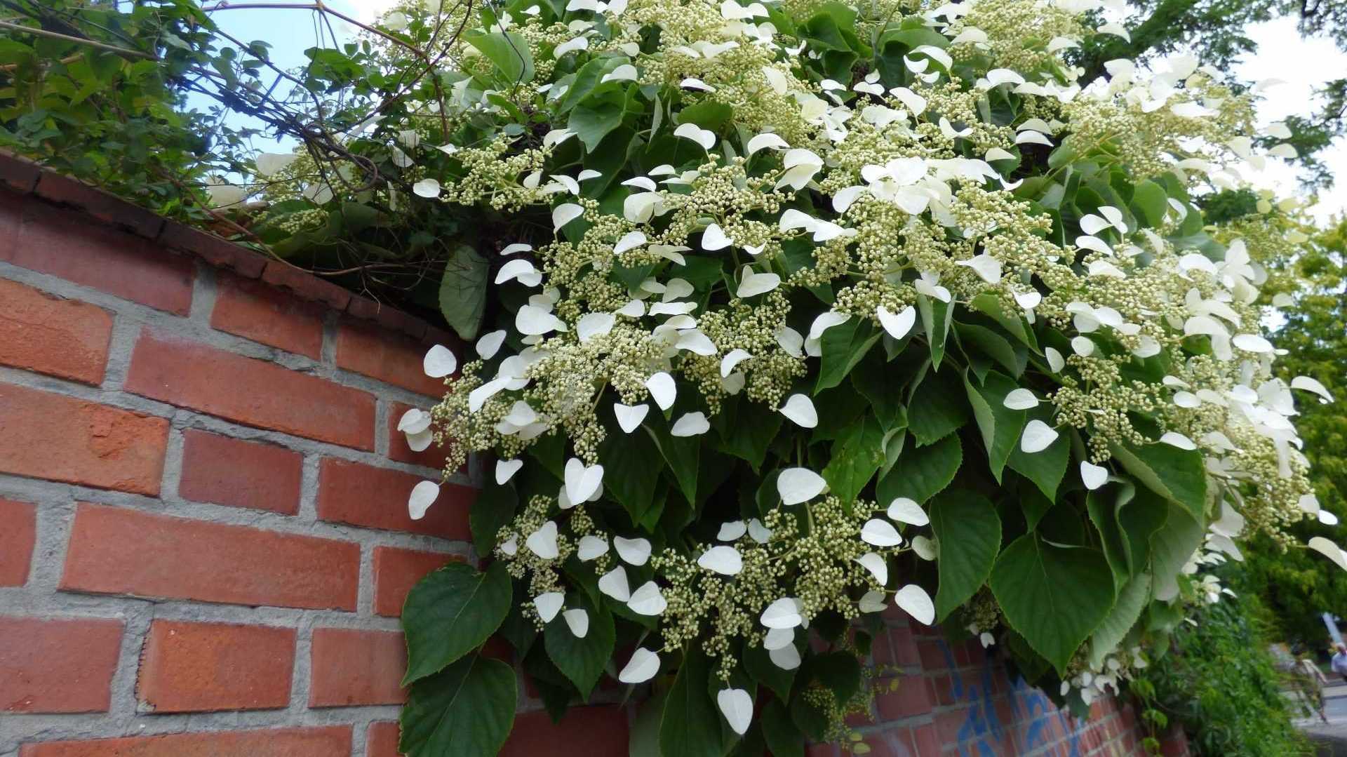Kletterhortensie Pflanze