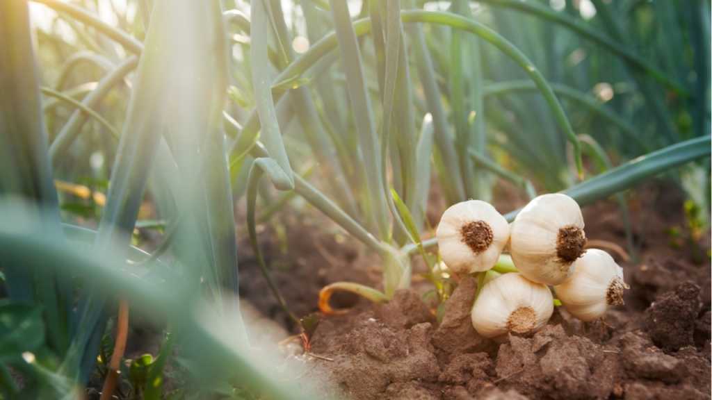 Die Knoblauchpflanze ist ein Gemüse, das zweimal im Jahr gepflanzt werden kann.