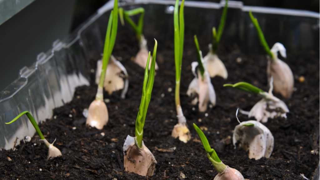 Die Knoblauch Behälter müssen Drainagelöcher haben, damit überschüssiges Bewässerungswasser abfließen kann.