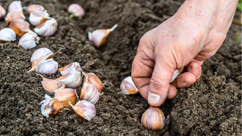 Knoblauchzehen werden bis zu einer Tiefe von etwa zwei bis drei Zentimetern in den Boden gepflanzt.