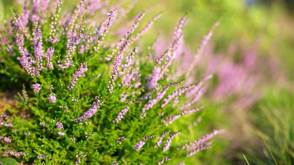 Knospenheide Amethyst