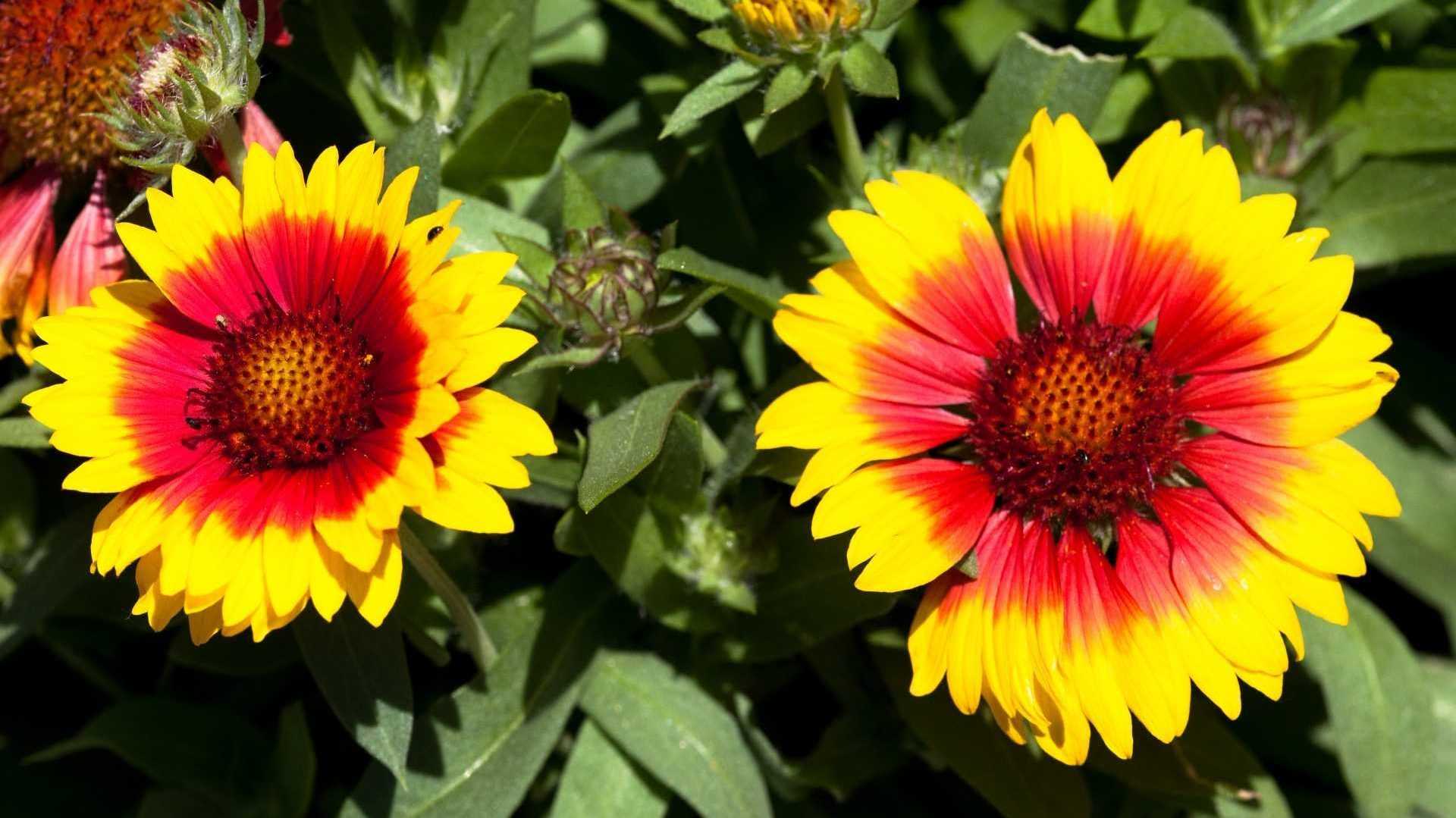 Kokardenblume