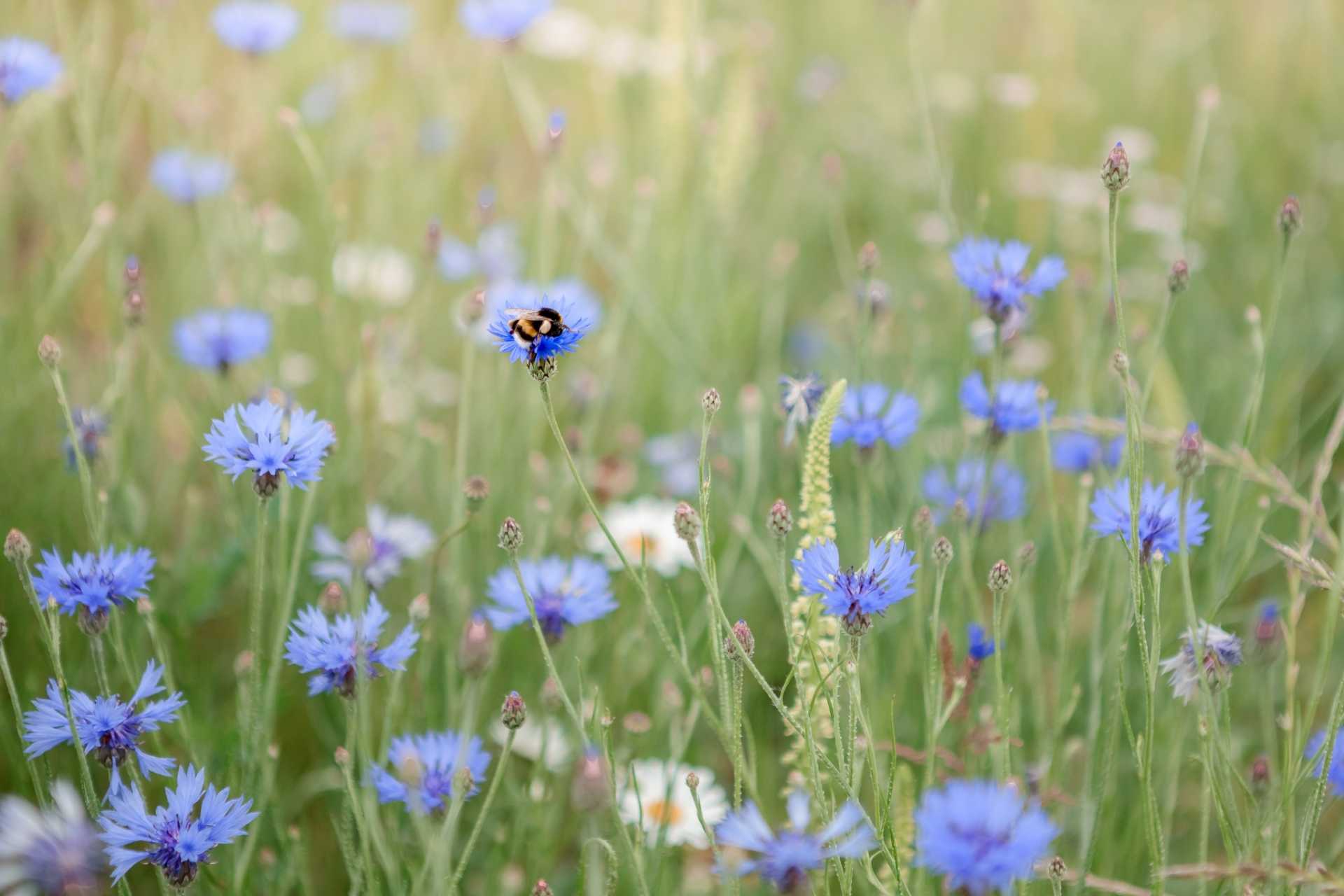 10 beliebte Wildblumen für Ihren Garten