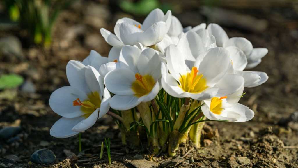 Krokusse
