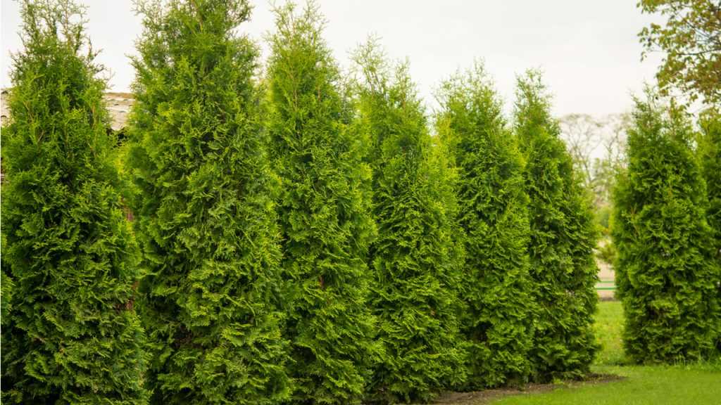 Lebensbaum Hecke