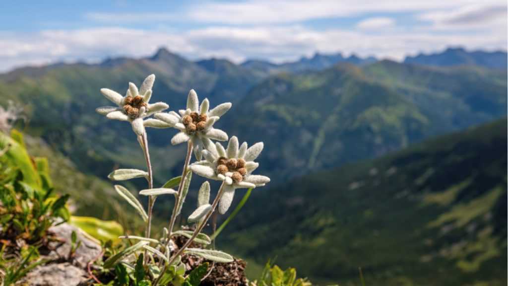 Alpen-Edelweiß im Freien.