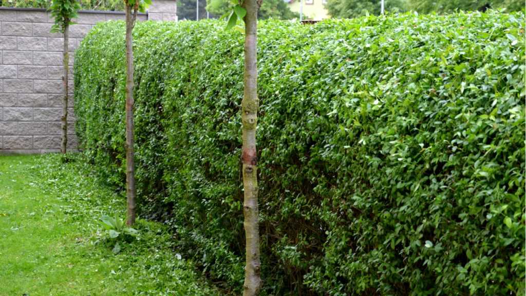 Liguster Hecke in einem Garten
