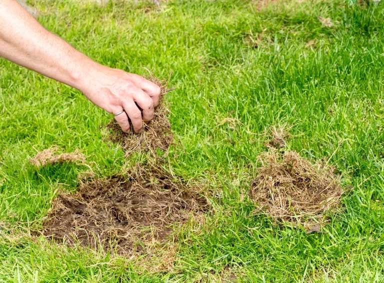 Löcher im Rasen Ursachen und wie diese vermieden werden können