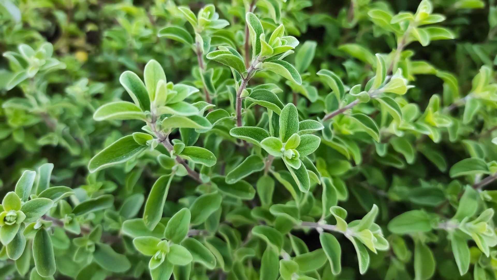 Oregano als Spritzmittel gegen Blattläuse
