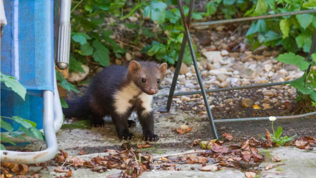 Marder im Garten neben Gartenstuhl auf Steinboden