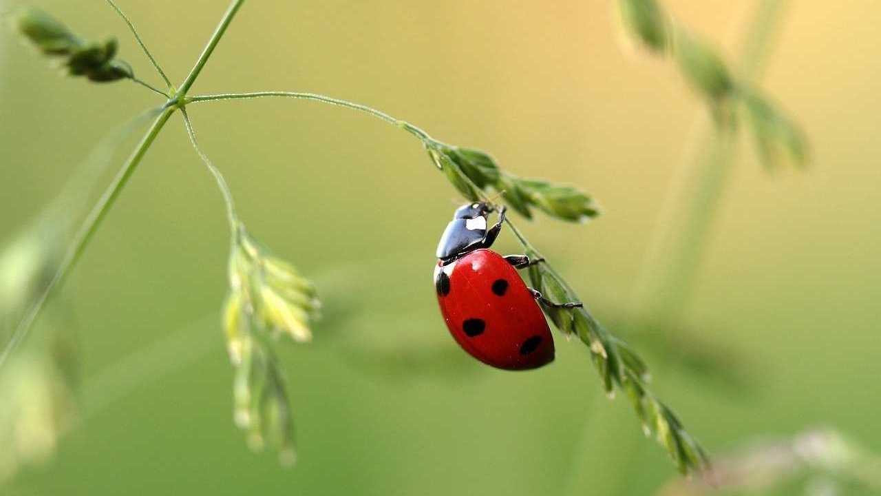 Marienkäfer