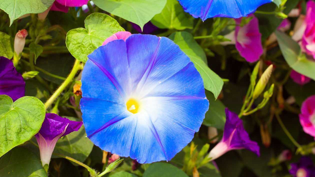 Die Mondblumenblüte beseitigt Schadstoffe und erfrischt die Raumluft.