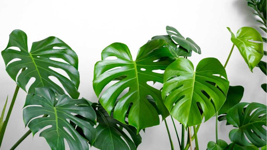 Monstera deliciosa.