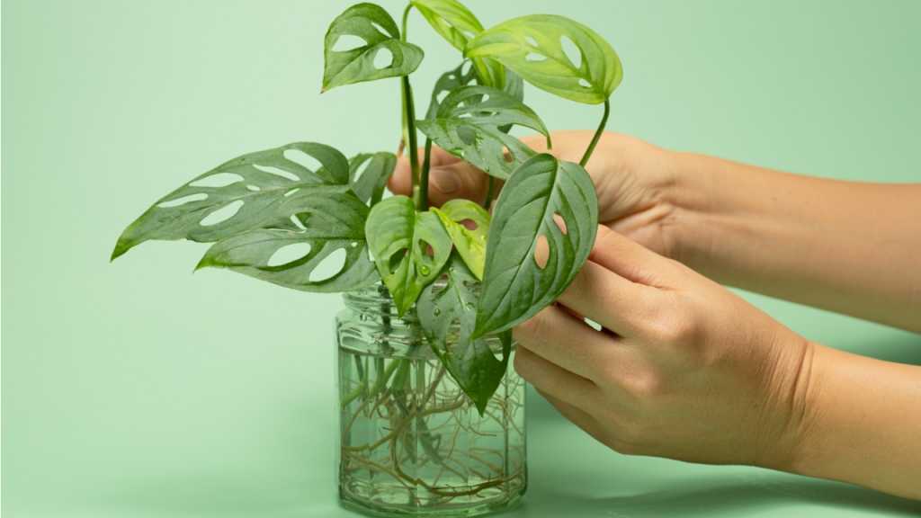 Bei der Pflanzenvermehrung der Monstera müssen zunächst die Knotenpunkte gefunden werden.