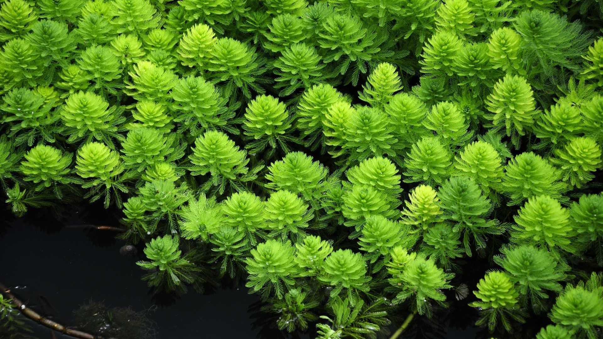 Myriophyllum aquaticum