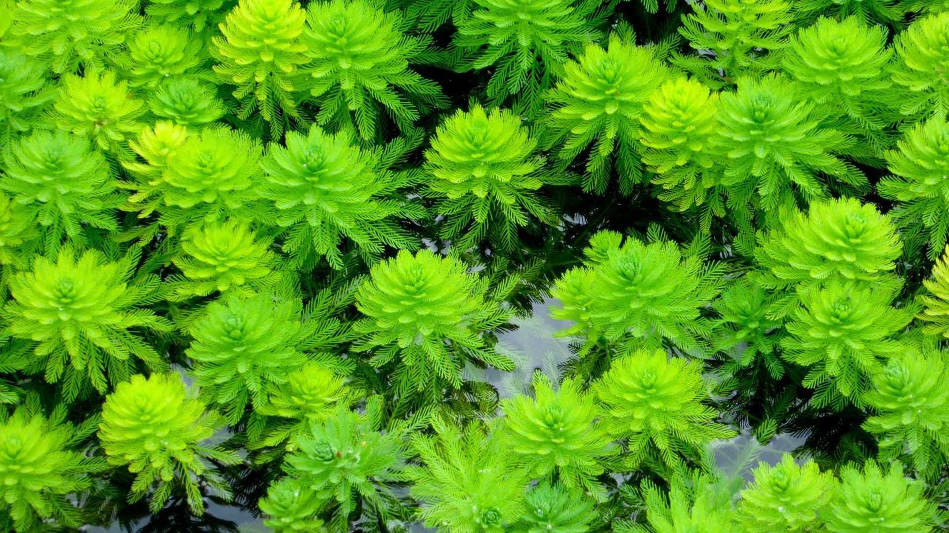 Myriophyllum spicatum
