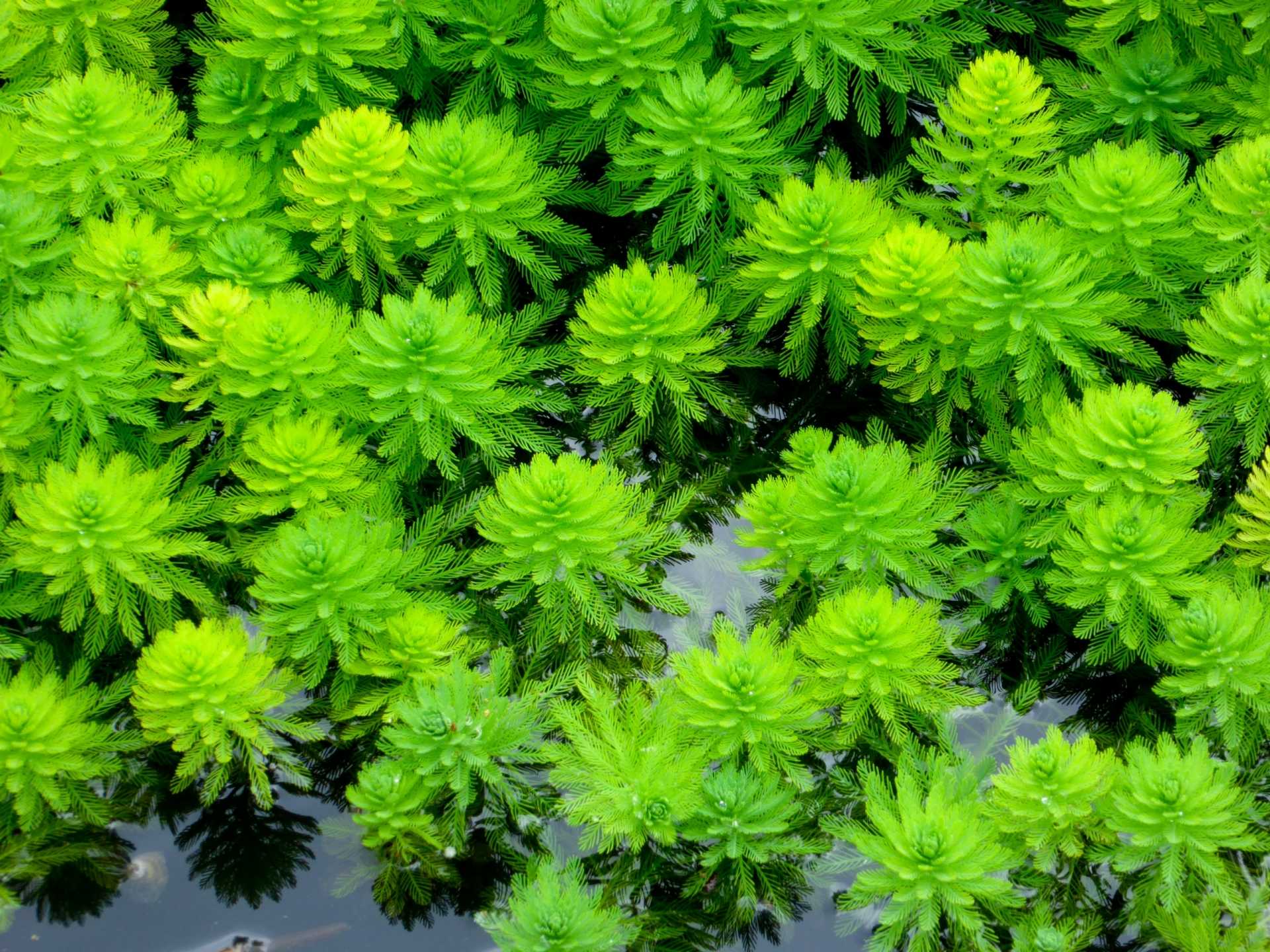 16 Wasserpflanzen gegen Algen für einen sauberen Teich