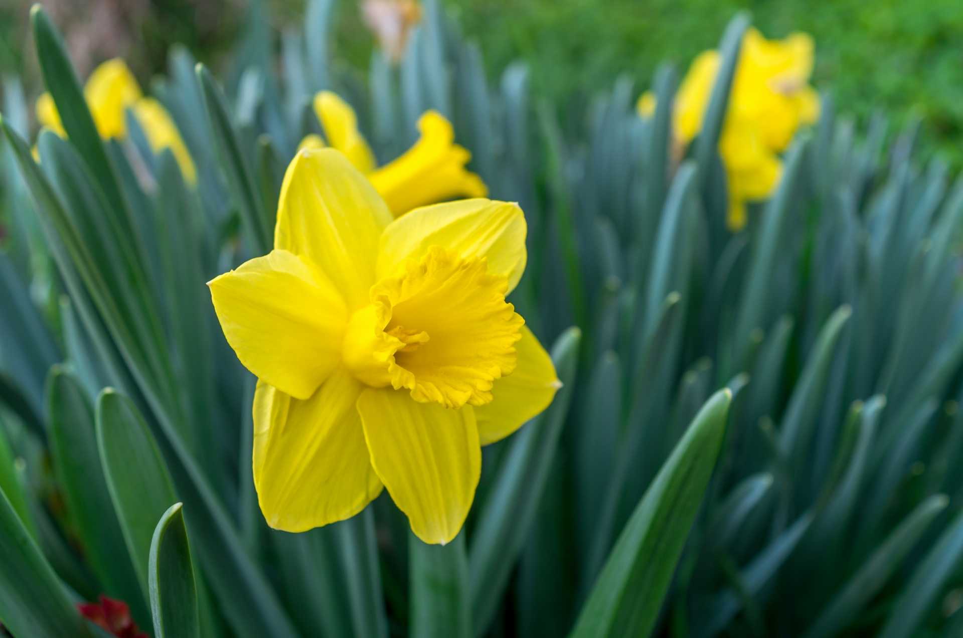 17 Blumen im Frühling, die bunte Vielfalt in den Garten bringen Haus