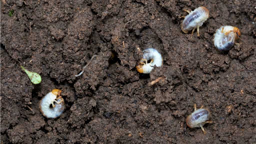 Engerlinge mit Nematoden in der Erde