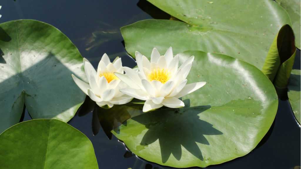 Seerose im Freien.