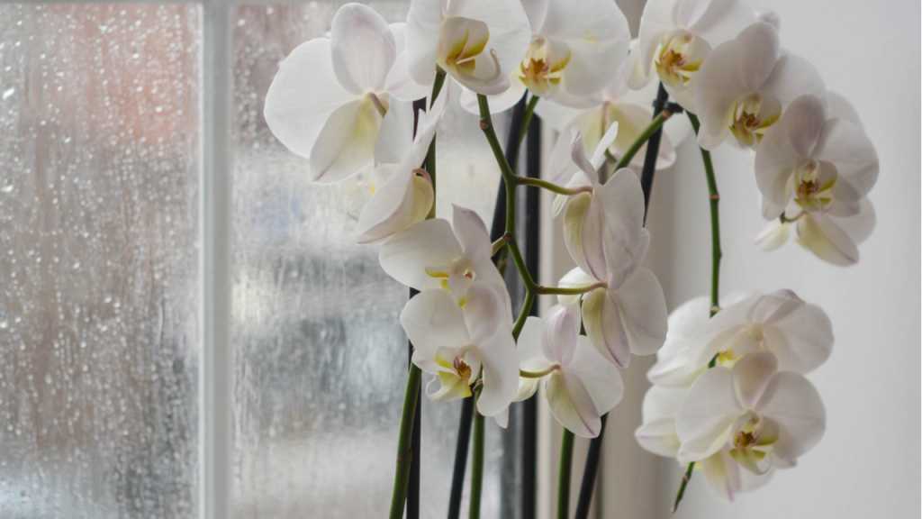 43+ Orchidee Im Badezimmer, Schon beim standort ist die orchidee