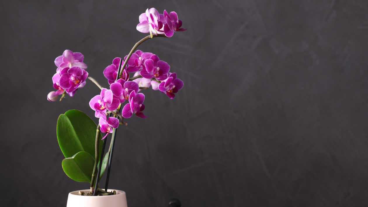 Eine eingetopfte Orchidee: effektiver, aber pflegeintensiver Luftreiniger