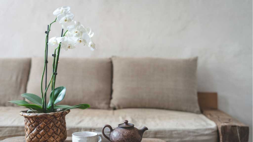 Orchideen Dendrobium