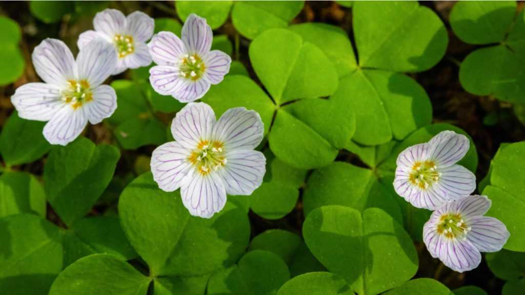 Nahaufnahme der Blätter und Blüte der Sauerkleeblüte