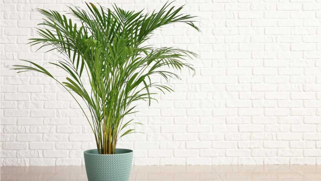 Große Palme vor einer weißen Fließen-Wand