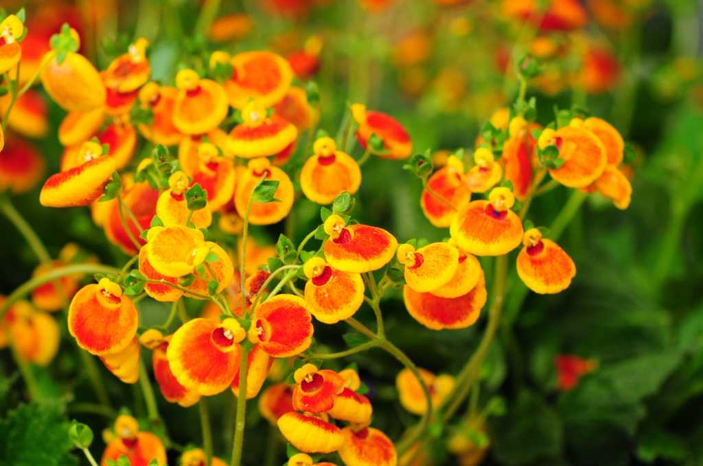 Pantoffelblume