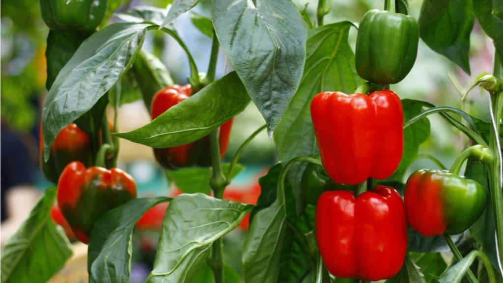 Nahaufnahme der Paprika und den Blättern