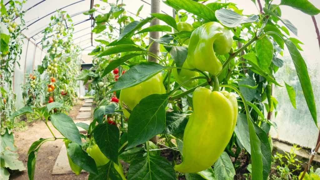Paprika Pflanze in Gewächshaus