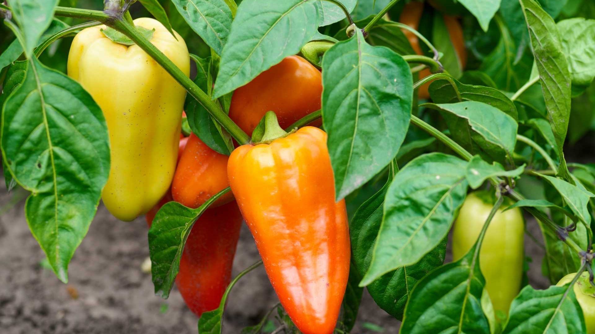 Paprika