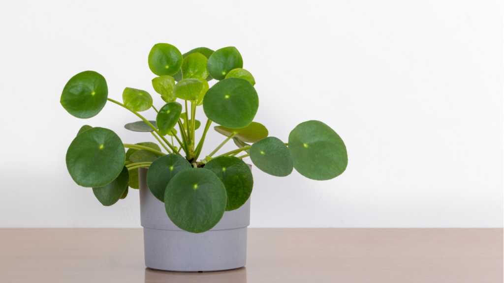 die Pilea peperomioides kann man in Wasser oder feuchter Erde vermehren.