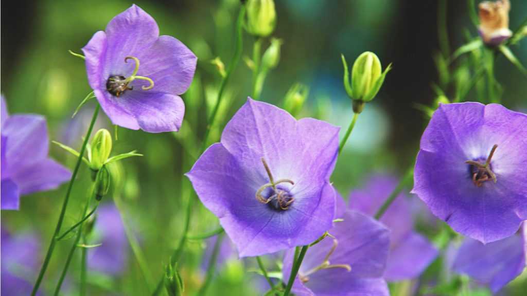 Nahaufnahme der lila Blüten der pfirsichblättrigen Glockenblume