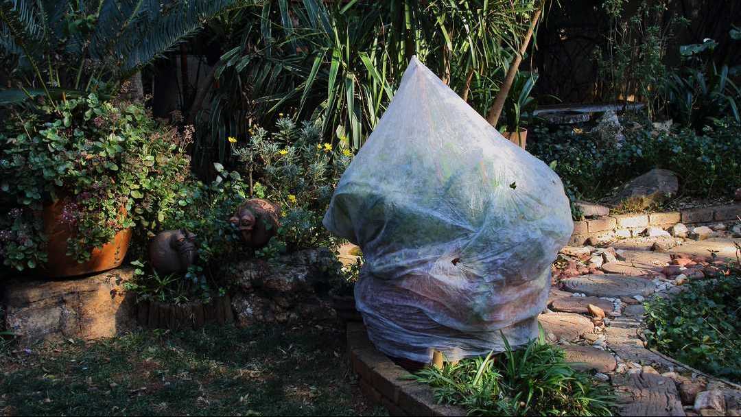 Bei Nachtfrost den Oleander ins Haus holen oder mit einer Folie abdecken.