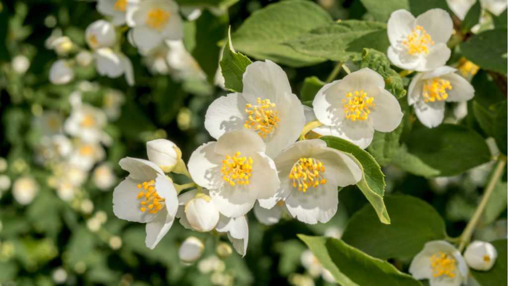 Philadelphus coronarius