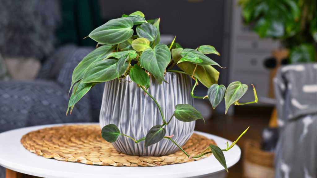 Philodendron im Topf.