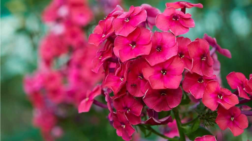 Nahaufnahme der Blüten der Flammblume