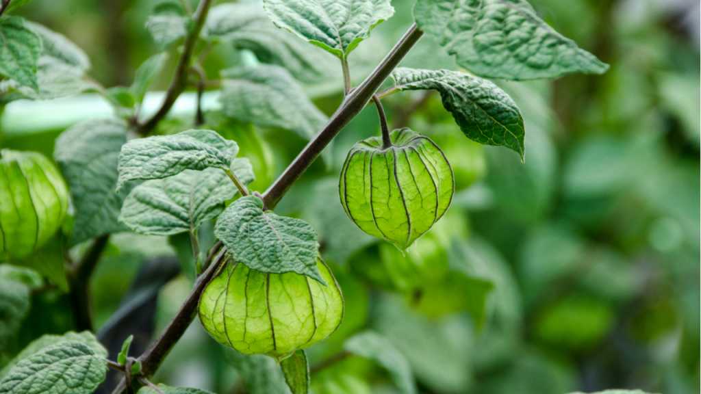 Nach dem Überwintern sollte sich die Physalis nur langsam an die Sonne gewöhnen