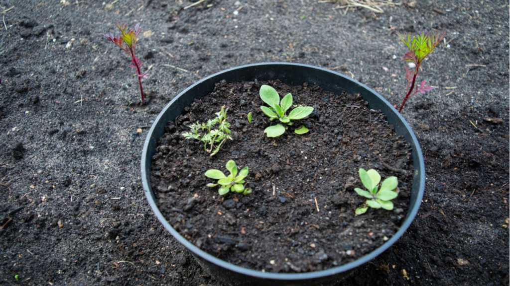 Um die Jungpflanze der Physalis überwintern zu lassen, sollte man diese in einen kühlen Raum stellen.