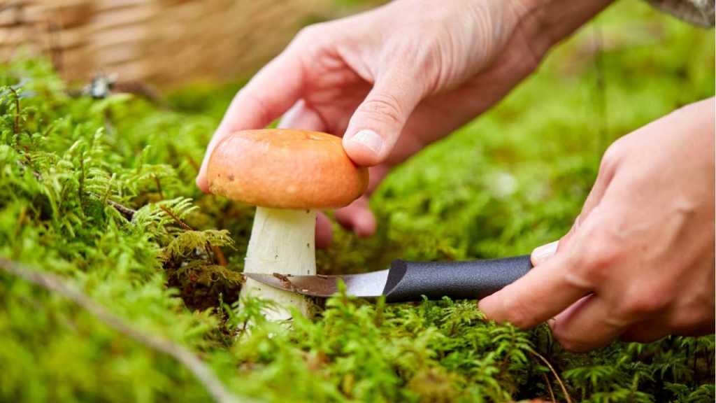 Pilz im Rasen wird ausgestochen