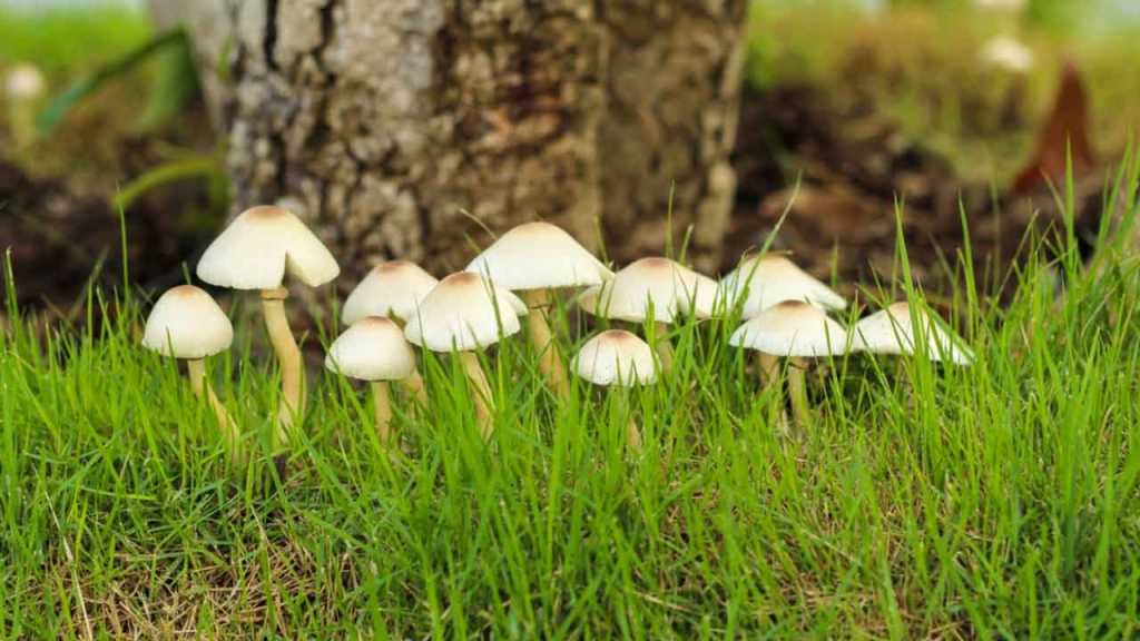 Pilze im Rasen