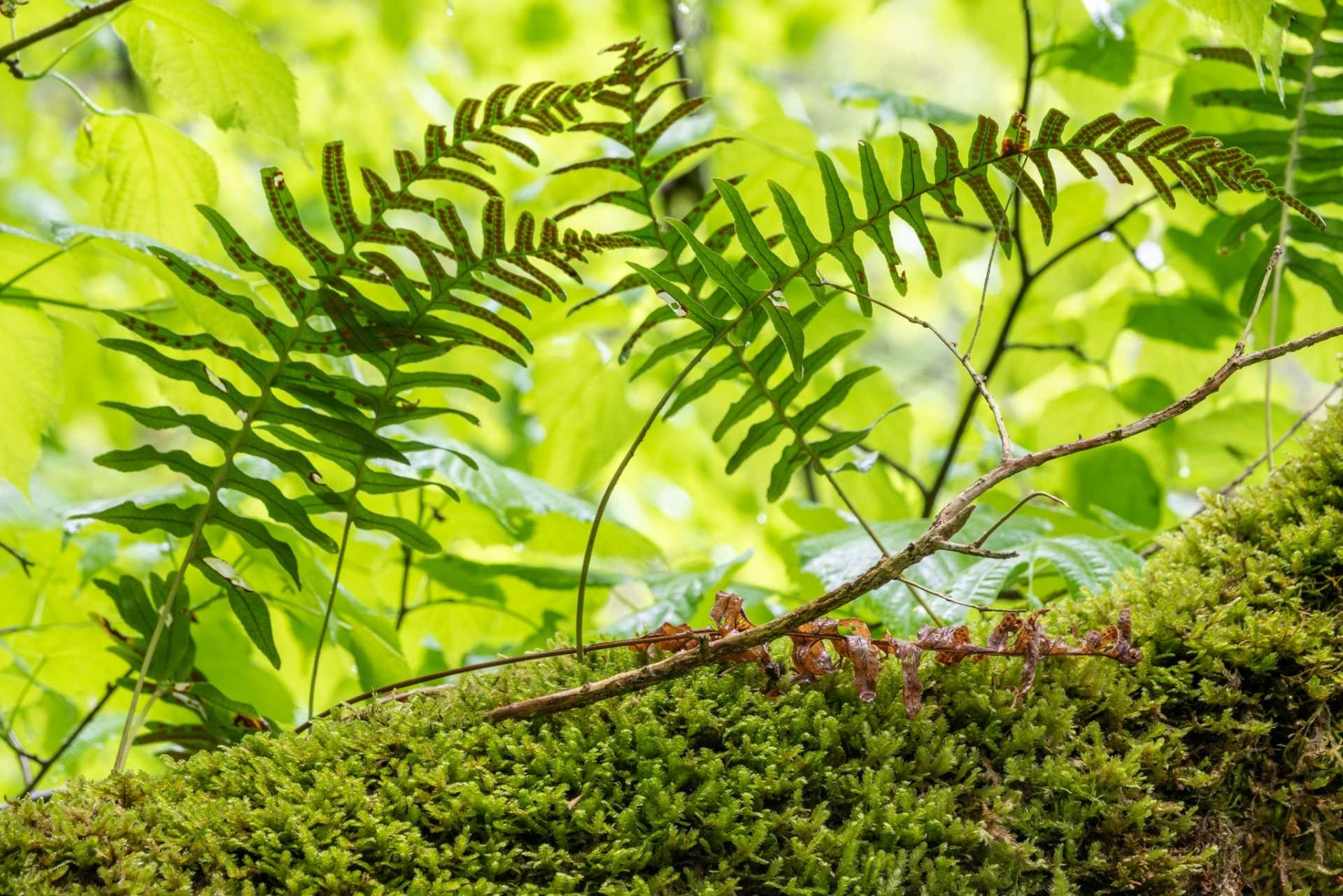 15 Pflanzen für trockene Böden und heiße Sommer Haus & Garten Profi