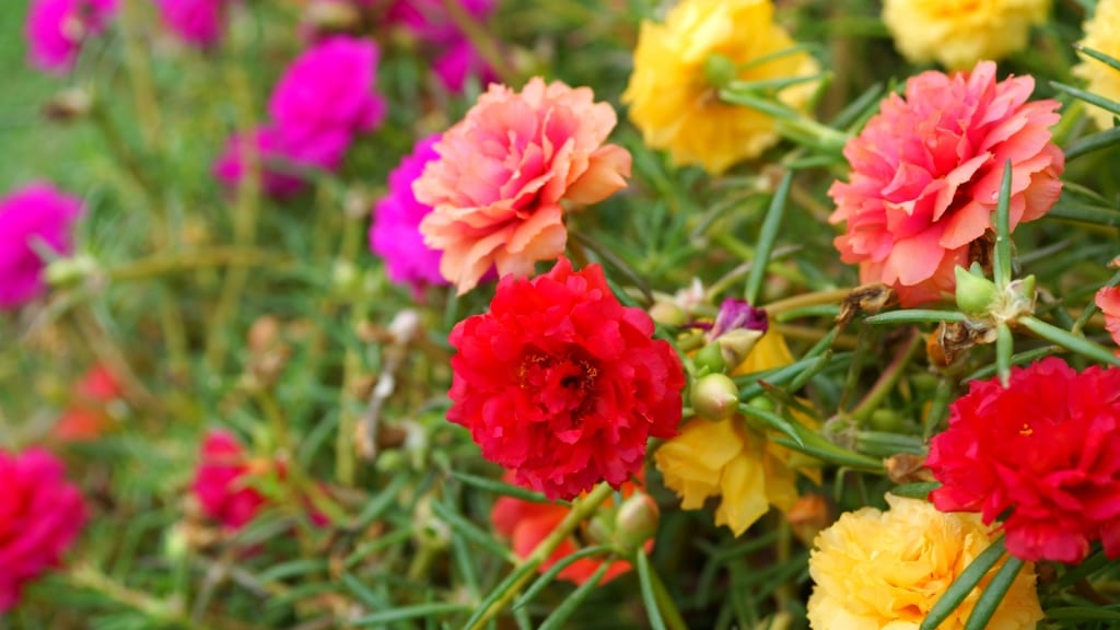 Portulakröschen in wunderschönen Farben